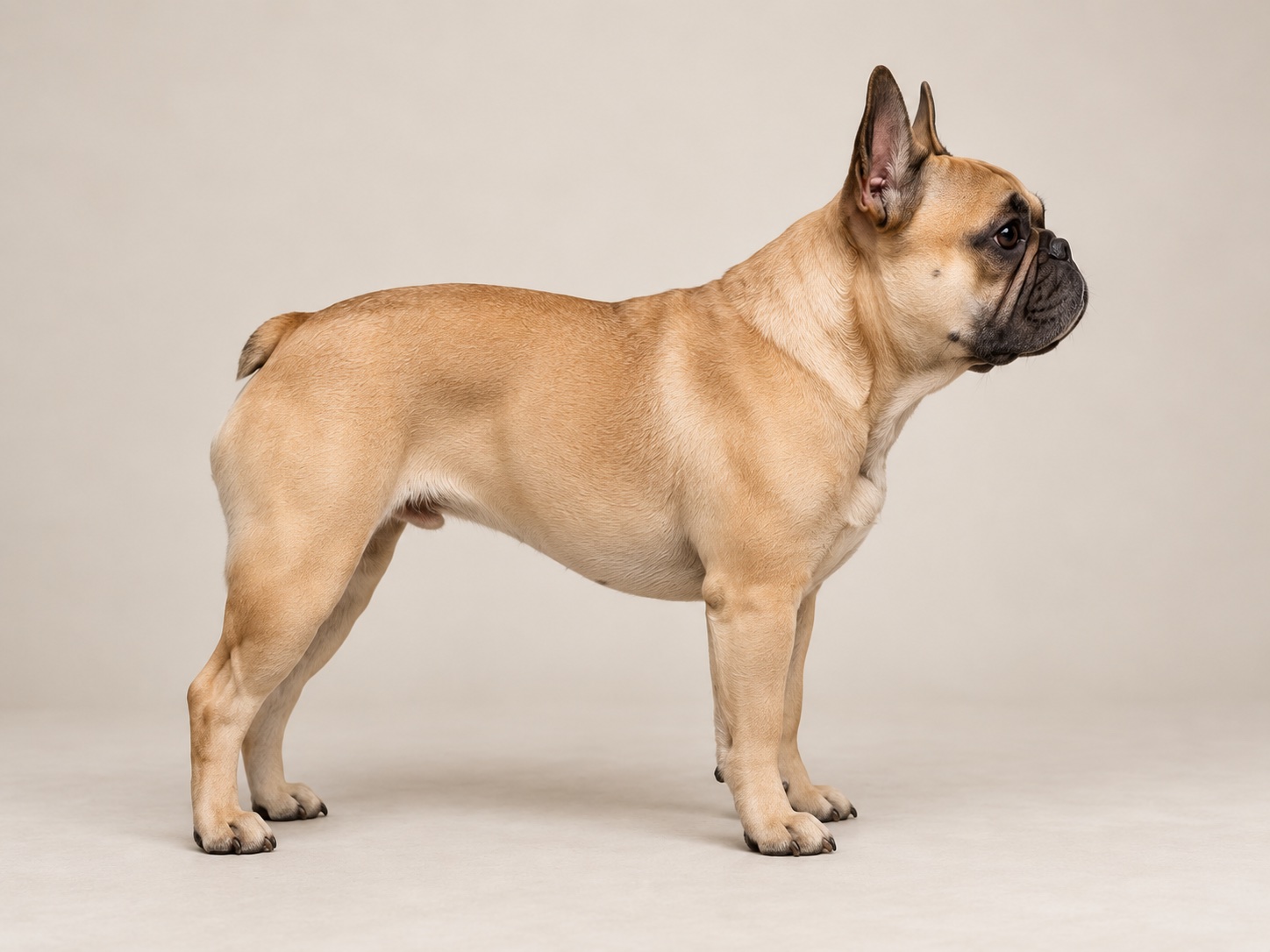 Fawn French Bulldog standing in side profile, with a moderate outline and gentle abdominal tuck.